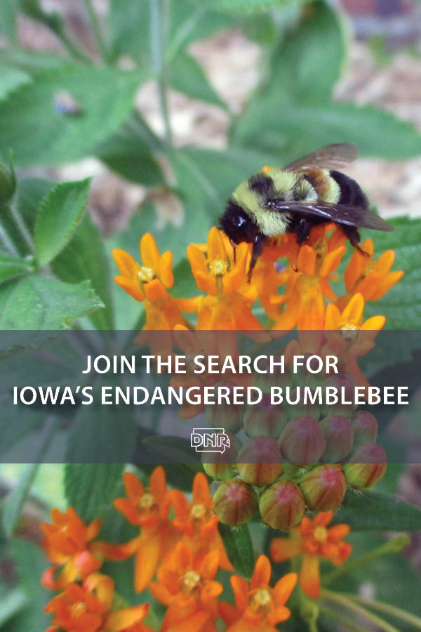 Join the search for Iowa's endangered bumble bee  |  Iowa DNR